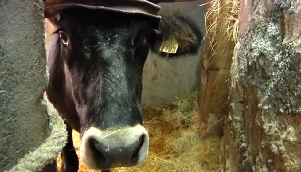 Así cuidan a los bueyes que