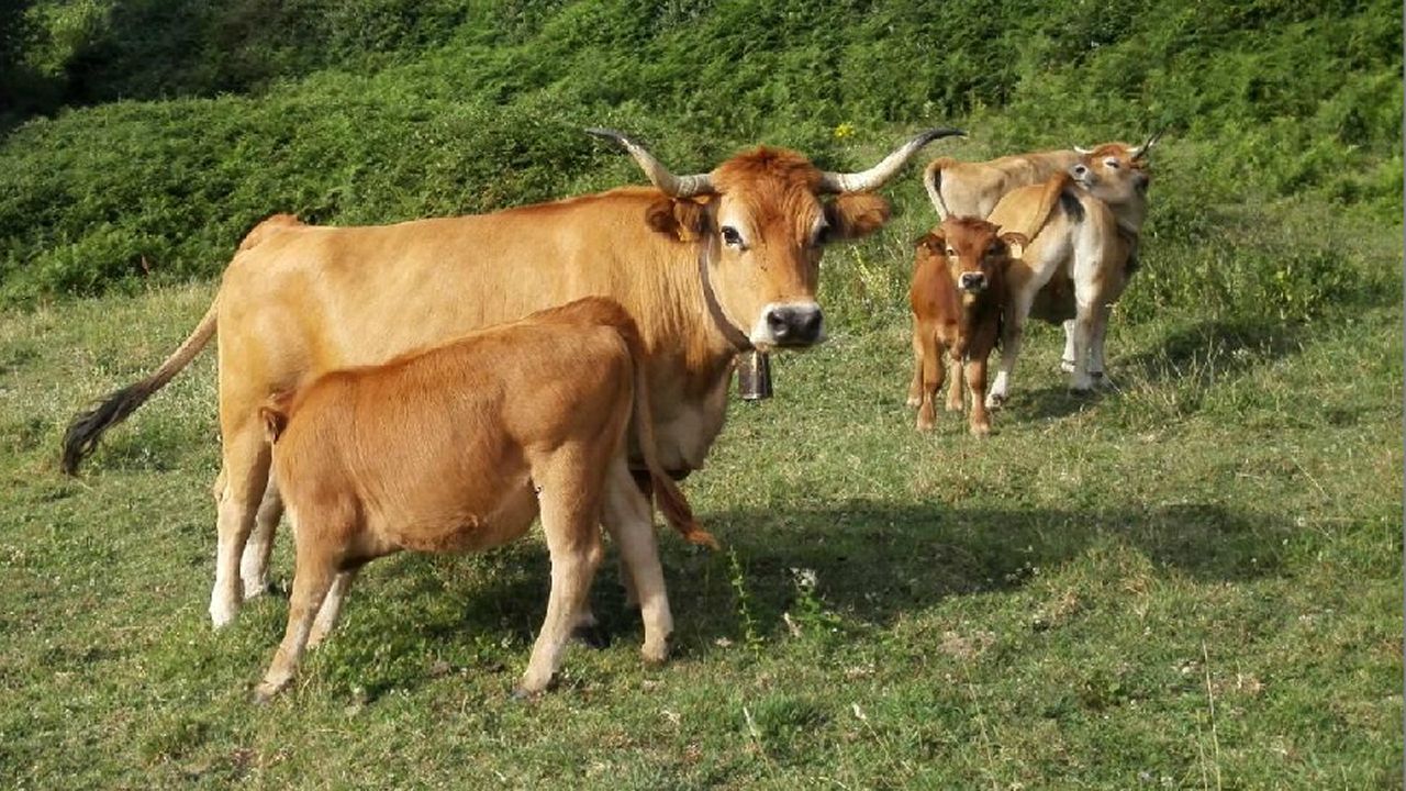 PP | Campaña Electoral Municipales Y Autonómicas Vacas