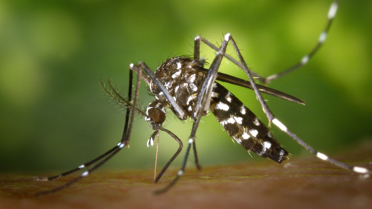 Resultado de imagen para Â¿CuÃ¡les insectos transmiten enfermedades?