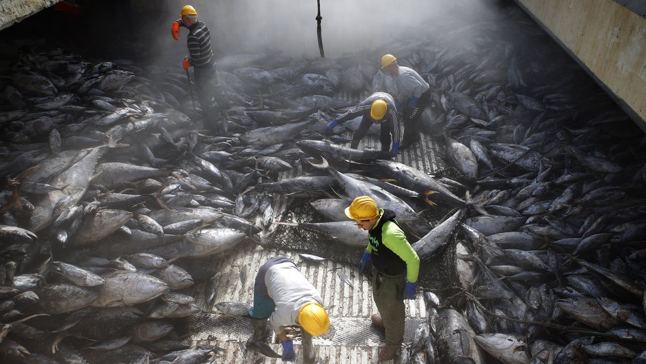 RESUMEN DEL AÑO 2019. Trabajadores descargando túnidos en el puerto de A Pobra