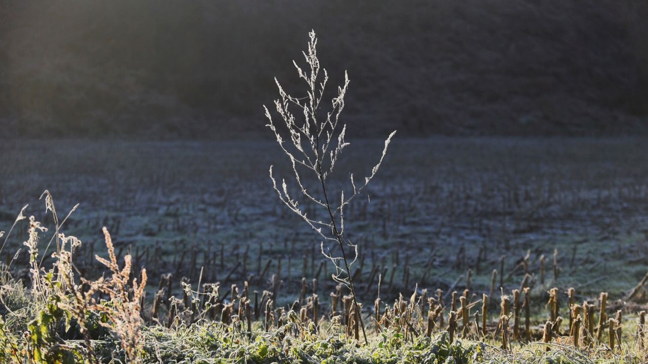 0 grados en Abegondo (A Coruña)