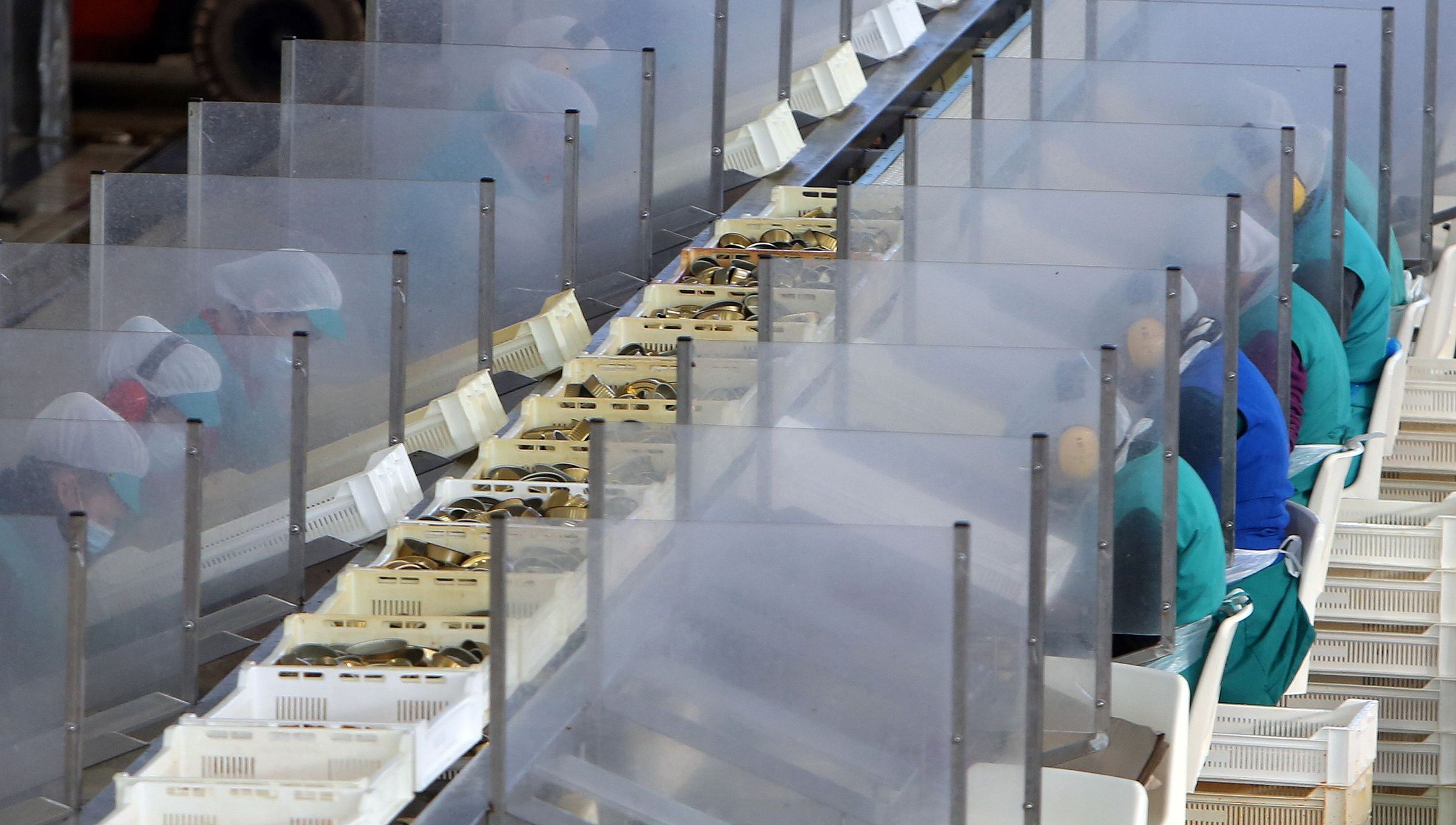 Varias traballadoras nunha lnea de procesado nunha conserveira en Vilanova. 17/12/2021