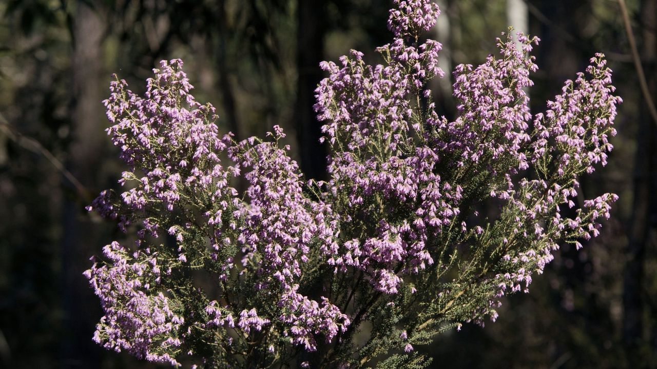 Parque Natural del Xurés