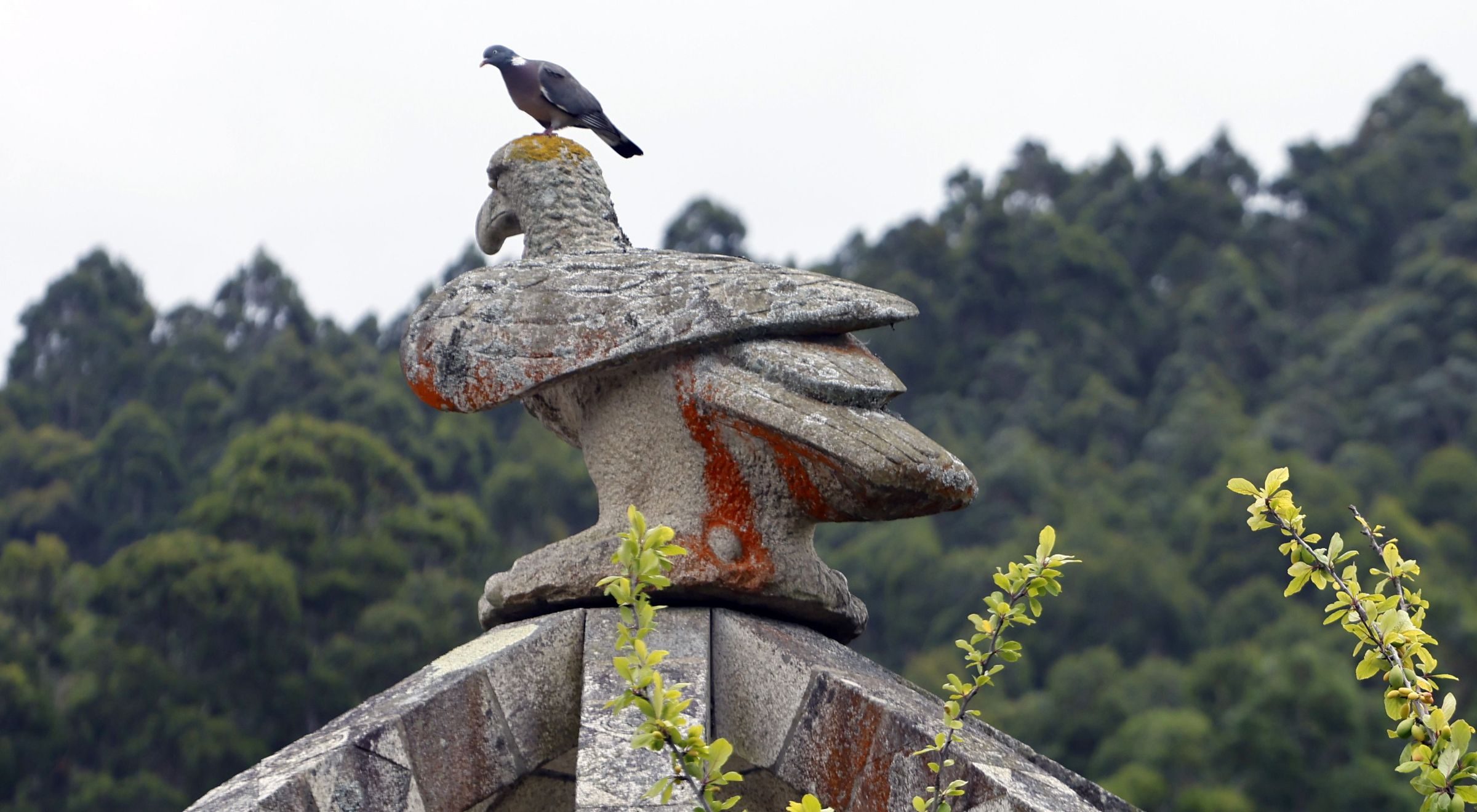 A paloma manda sobre a aguia en Area. Viveiro. 05/05/2025