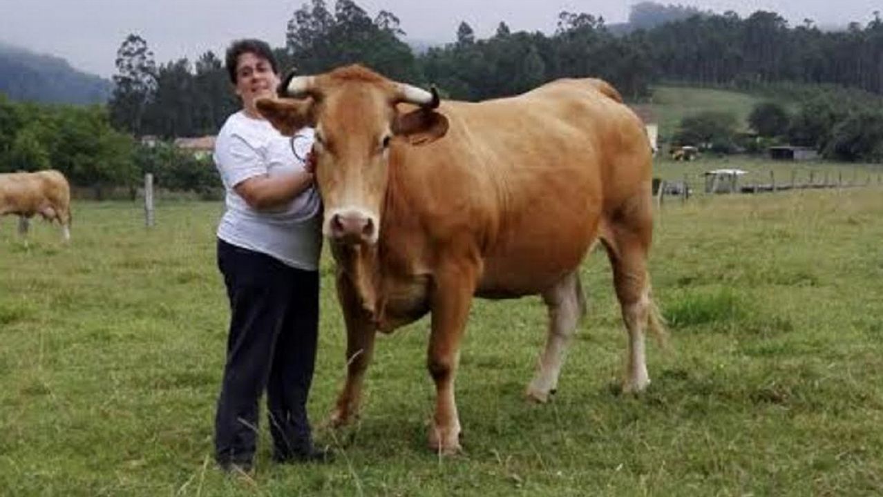 La mejor vaca de raza rubia gallega de la provincia es de Moeche y se