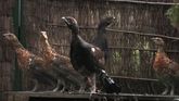 Urogallos en cautividad