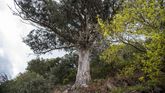 El Eucalipto do Médico, que da nombre a la ruta, fue plantado hace alrededor de un siglo por un médico conocido por don Gumersindo