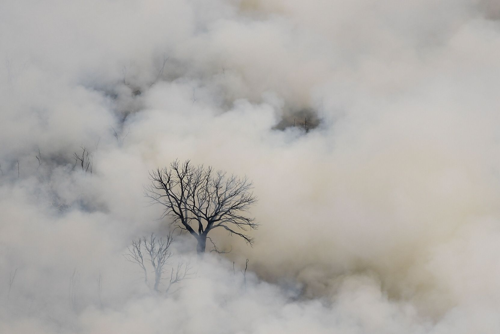 Unha rbore calcinada emerxe do fume no incendio de Centeais en Quiroga. 17/08/2025