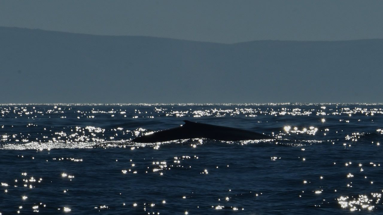 El gigante de los mares incluye Galicia en su ruta. Por primera vez en décadas se produce el avistamiento de dos ejemplares juntos, madre e hija