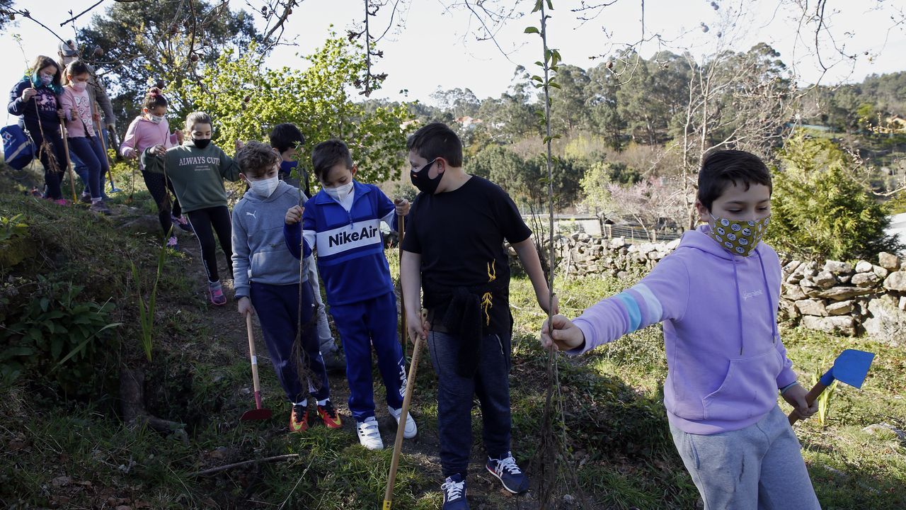 La comunidad de montes de Baroña continua con su bosque comestible