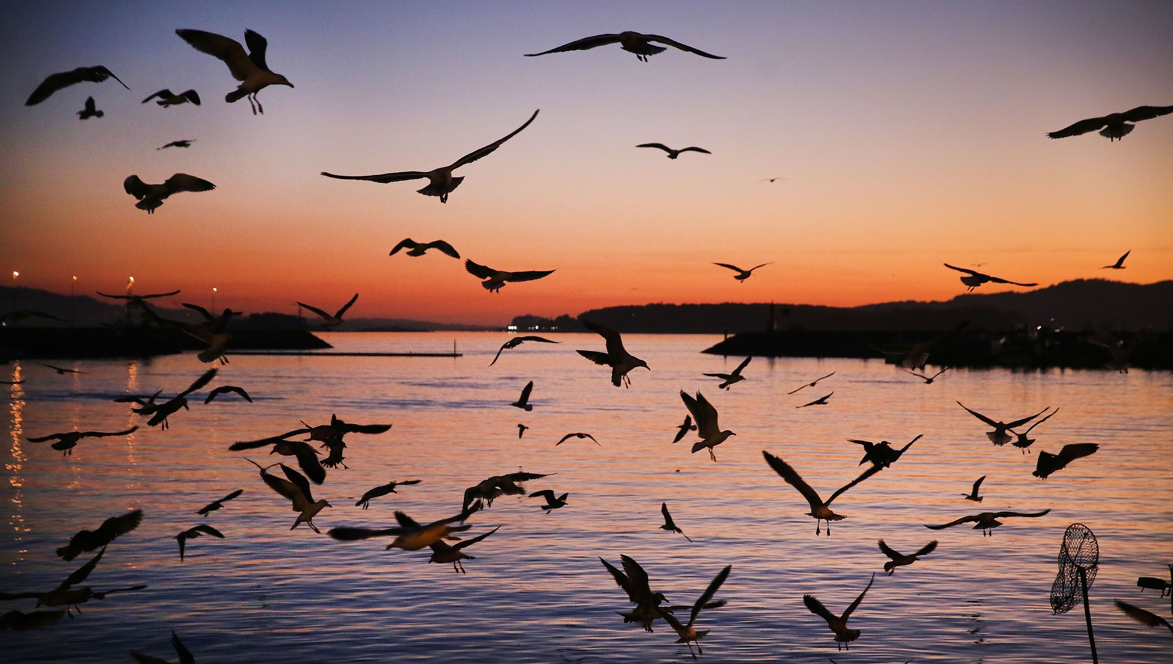 As gaivotas celebran a entrada dos barcos que traen o peixe no Porto de Tragove, Cambados. 16/12/21