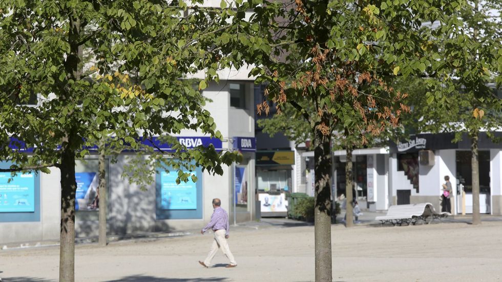 Hojas secas en algunos de los tilos, detectadas en junio, y que se atribuyó a la falta de riego
