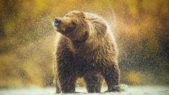 La naturaleza se para en el Aquarium