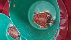 Las tortugas regresan al mar