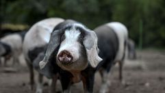 O porco celta reivind&iacute;case como un animal &laquo;Tan Noso&raquo; na s&uacute;a campa&ntilde;a de Nadal