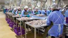 As&iacute; se producen 180.000 latas al d&iacute;a en la conservera Orbe.