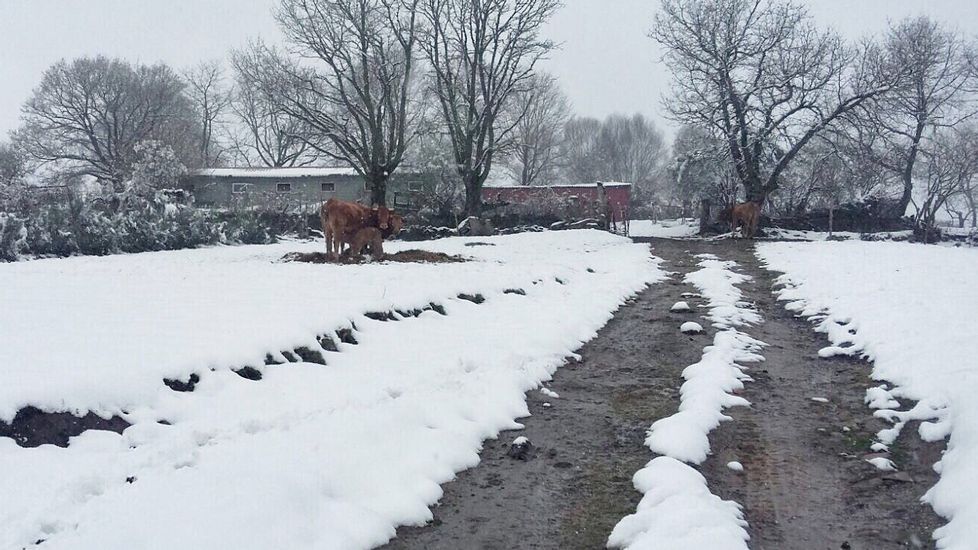 Segundo día de nevadas en Ourense.Nieve en Montederramo