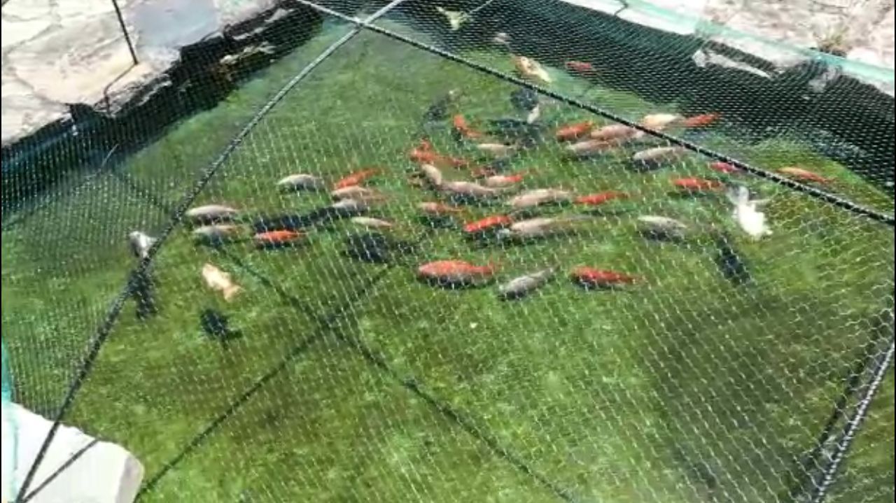 Peces que aparecieron en el estanque de la Iglesia de Meir�s.La madre de los peque�os de Godella fue detenida en el 2011 en Valencia en una protesta de los  indignados del 15M, y acusada de des�rdenes p�blicos y atentado a la autoridad, por lanzar botellas y propinar patadas a los agentes