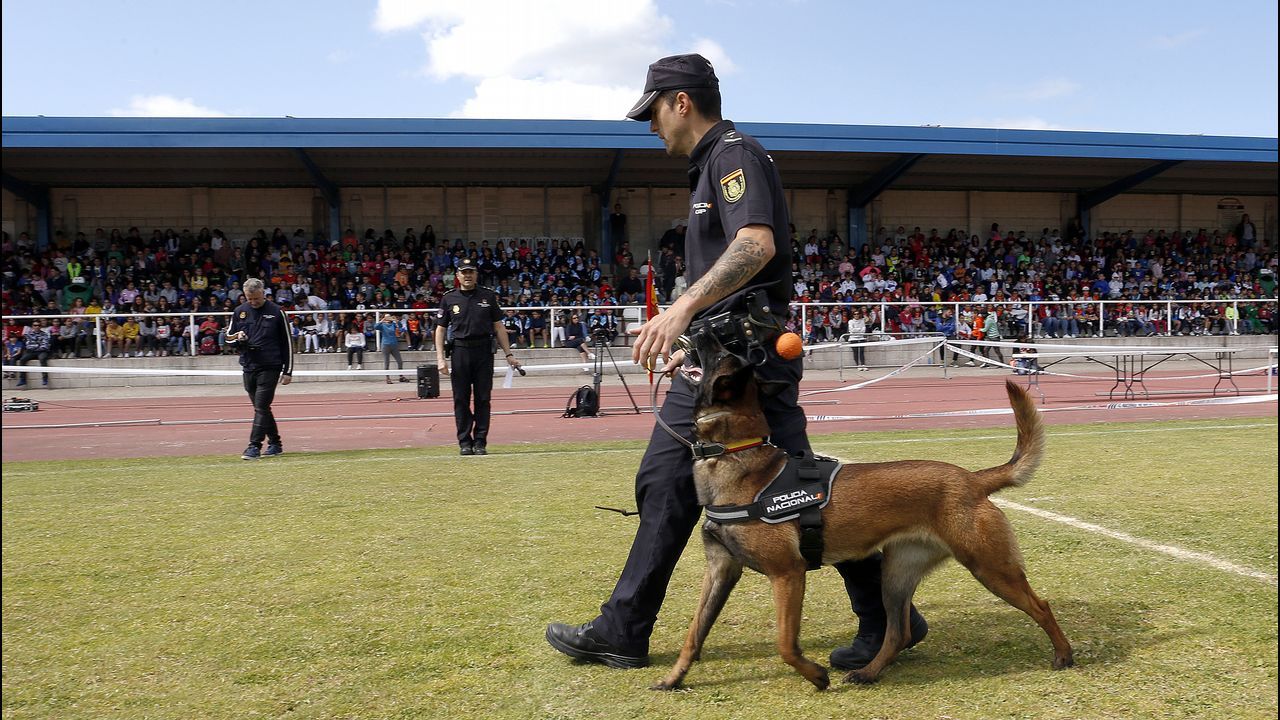 Exhibicion de la Policía Nacional para los escolares de Ribeira con helicoptero, caballería, perros de rastreo