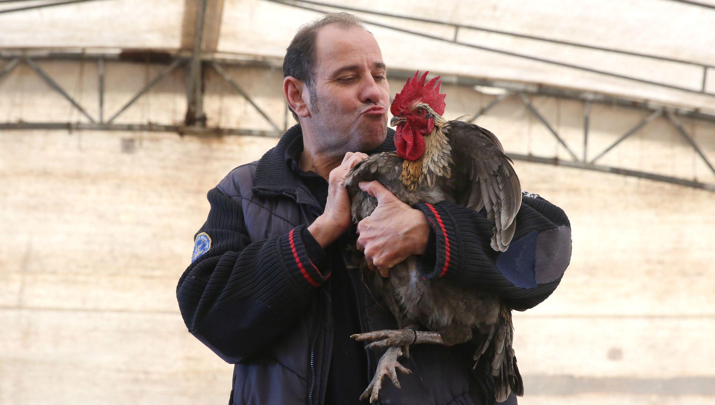Un home acari�a un fabuloso galo nas poxas de San Ant�n da Modia, Cambados. 03/01/2023