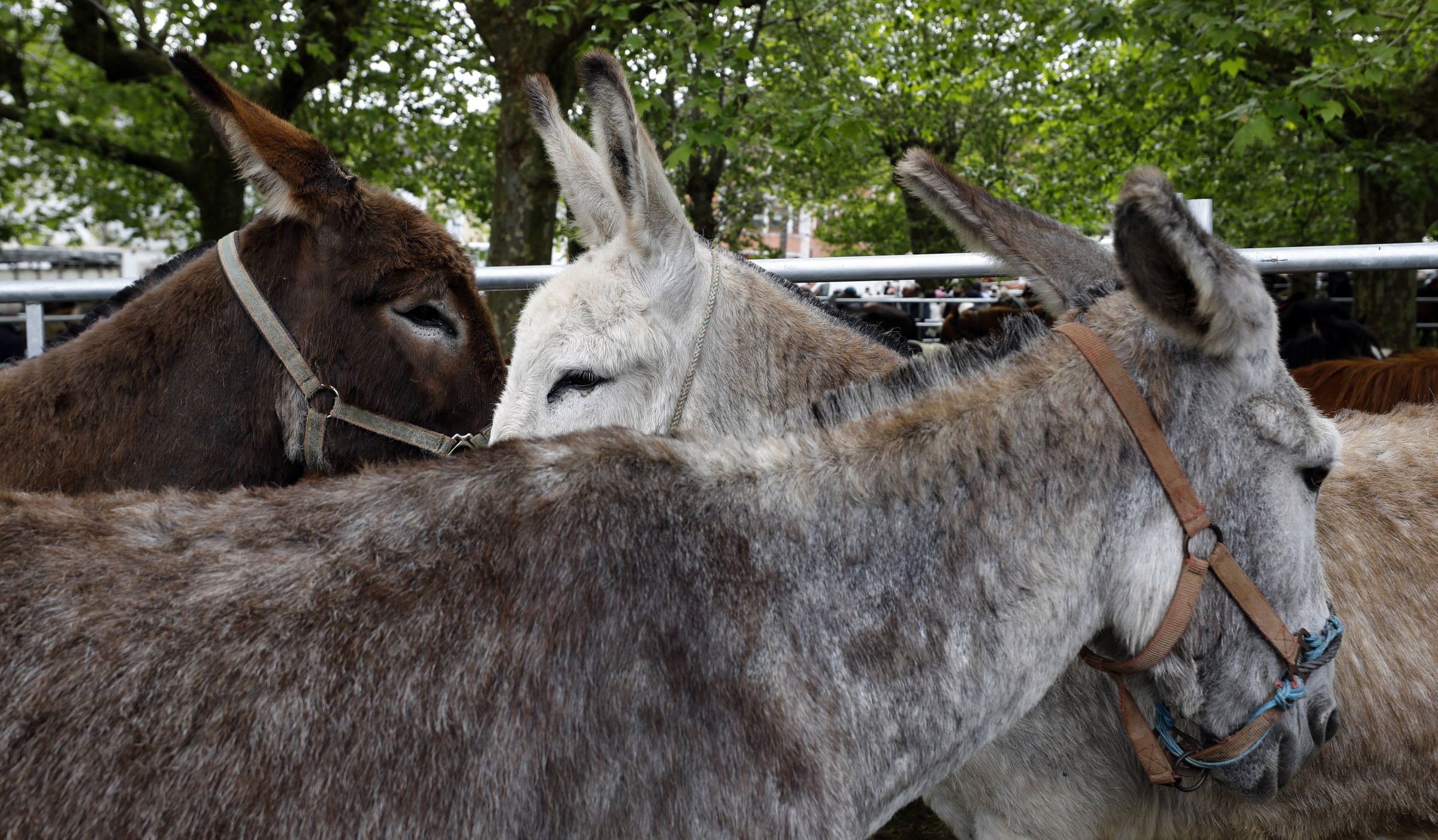 Xuntanza de burros na feira de As Quendas en Mondoedo.