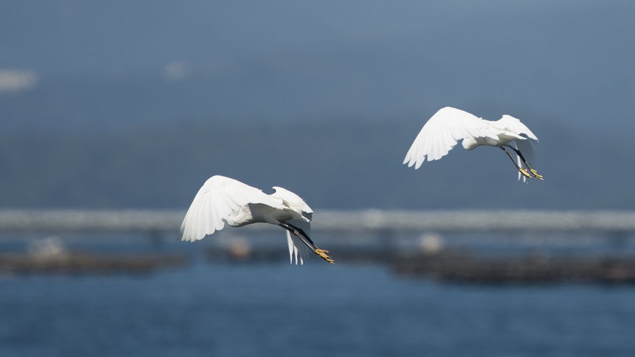 Garcetas sobrevolando la zona