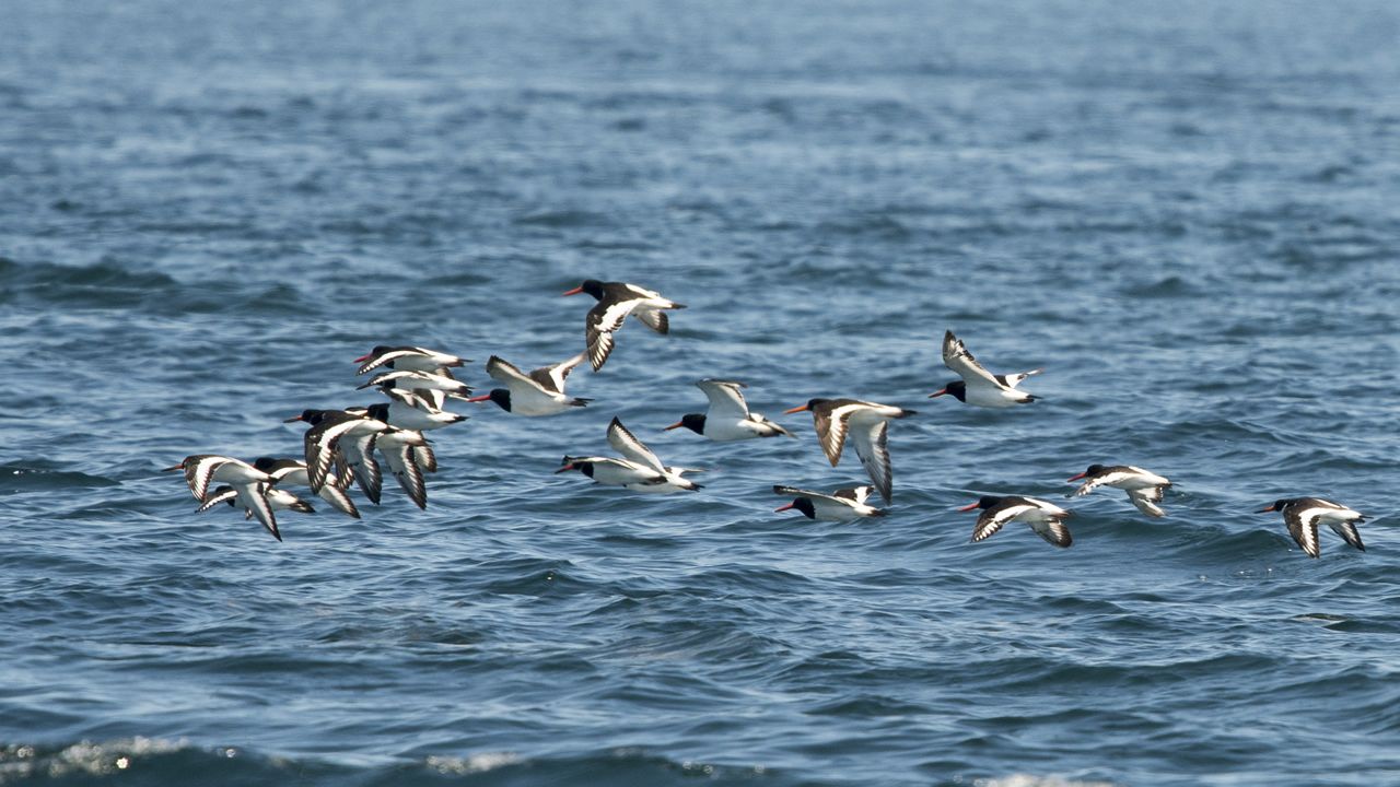Ostreros en la Ría de Arousa