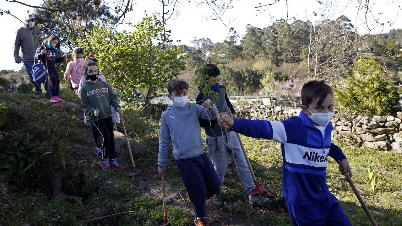 La comunidad de montes de Baroña continua con su bosque comestible