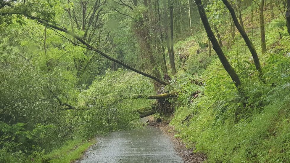 Temporal Miguel