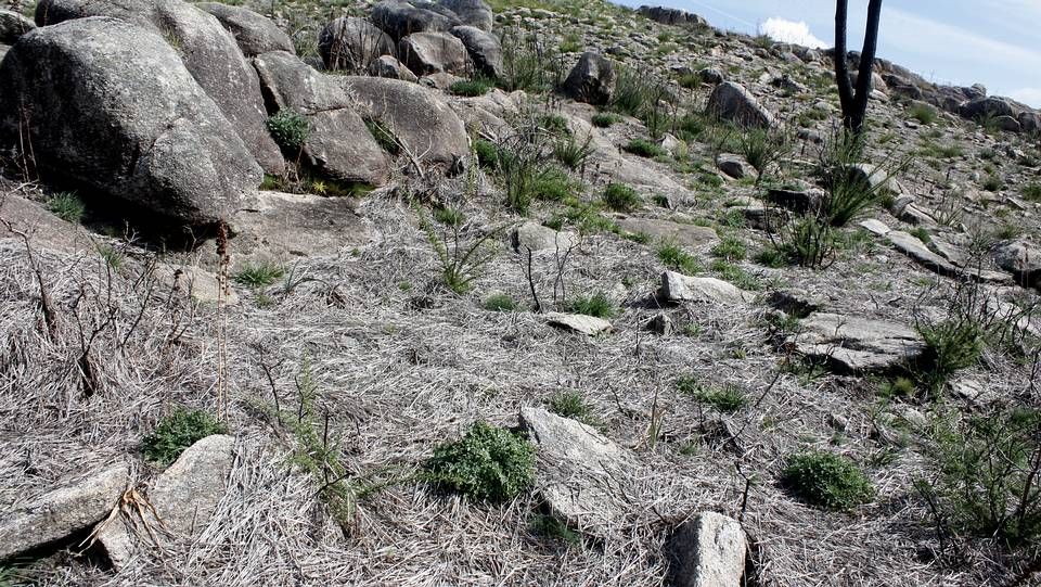 Monte de O Pindo.Restos de paja depositada para evitar el arrastre de ceniza