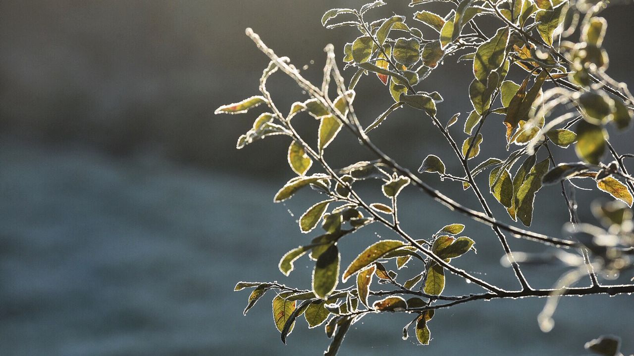 0 grados en Abegondo (A Coruña)