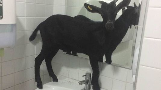 Una cabra accede al hospital por la puerta de urgencias