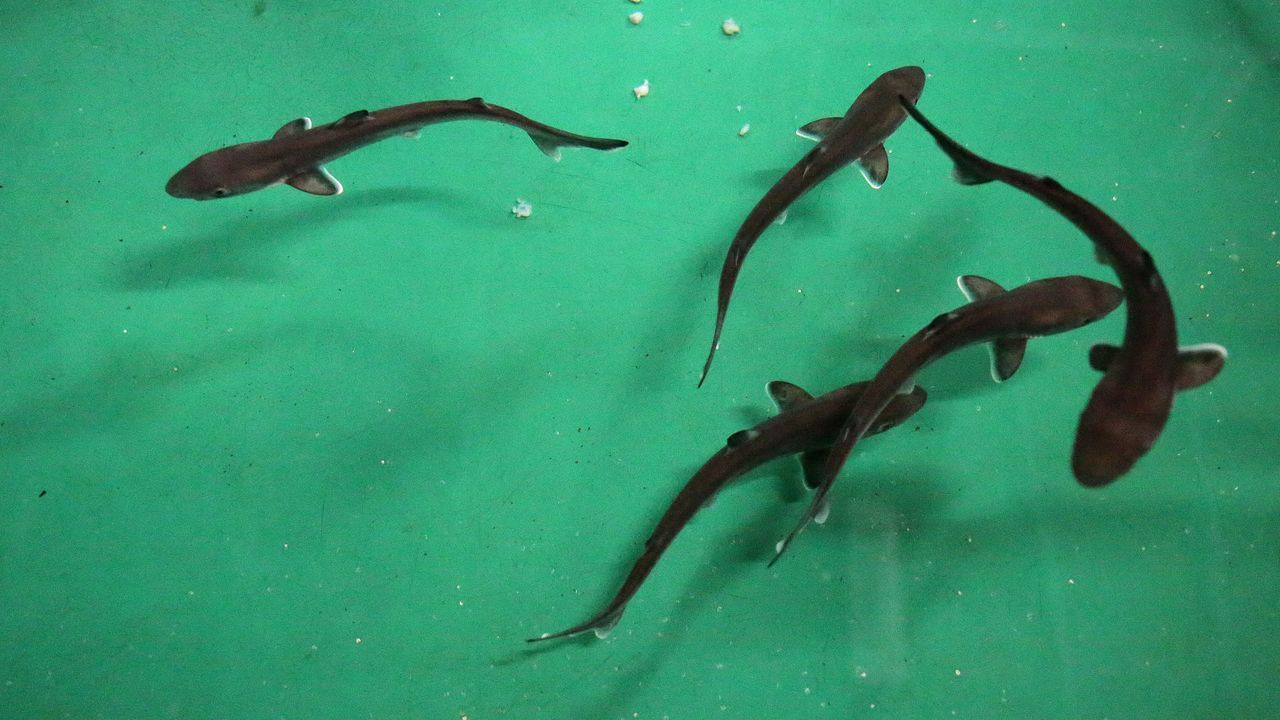 Crías de tiburón quenlla en el acuario de O Grove