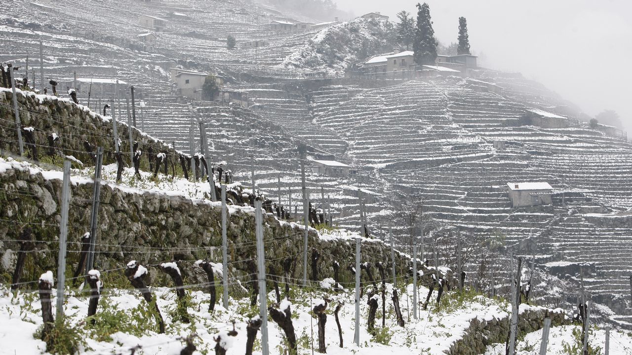 La nieve que deja el temporal cubre los bancales de las viñas de la Ribeira de San Fiz.