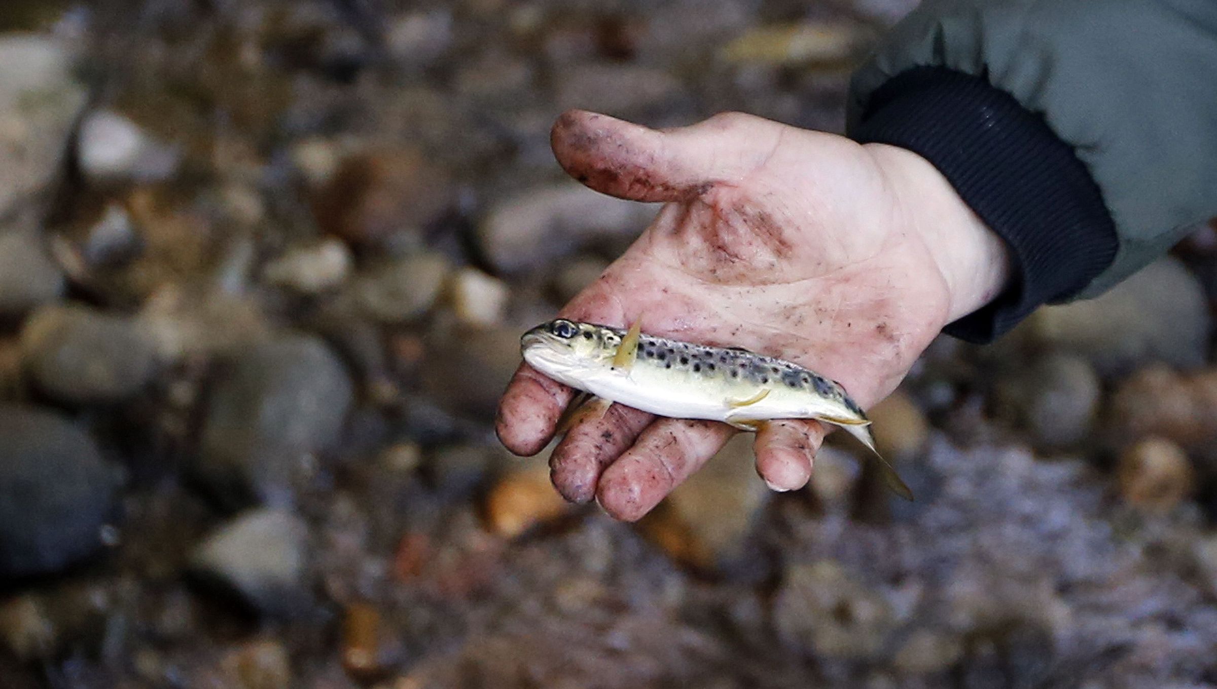 Un pescador en el río Armenteira, afluente del Umia