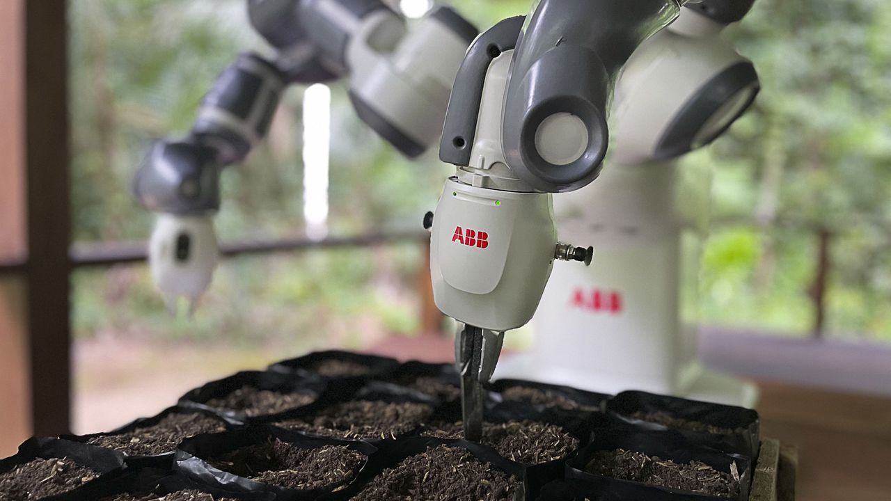 Ensayo con fetos de oveja en las primeras fases del proyecto