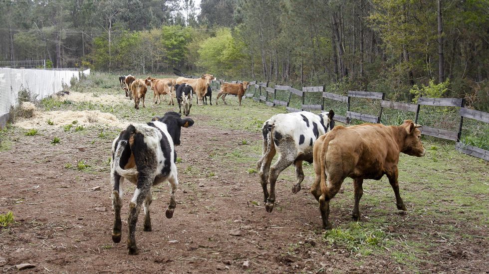 Llegada de las vacas al santuario animal de Santiago.