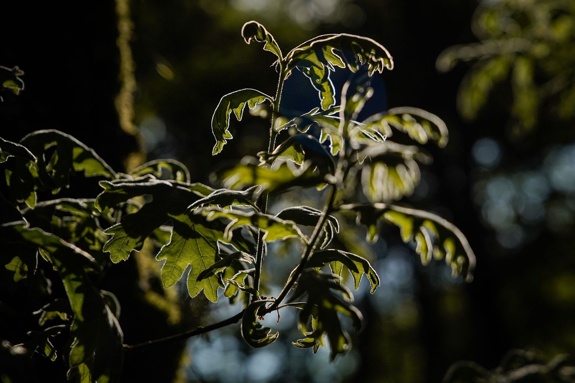 Brotes primaverais nun carballo ao p do regato do Graal, Esgos. 23/05/2025