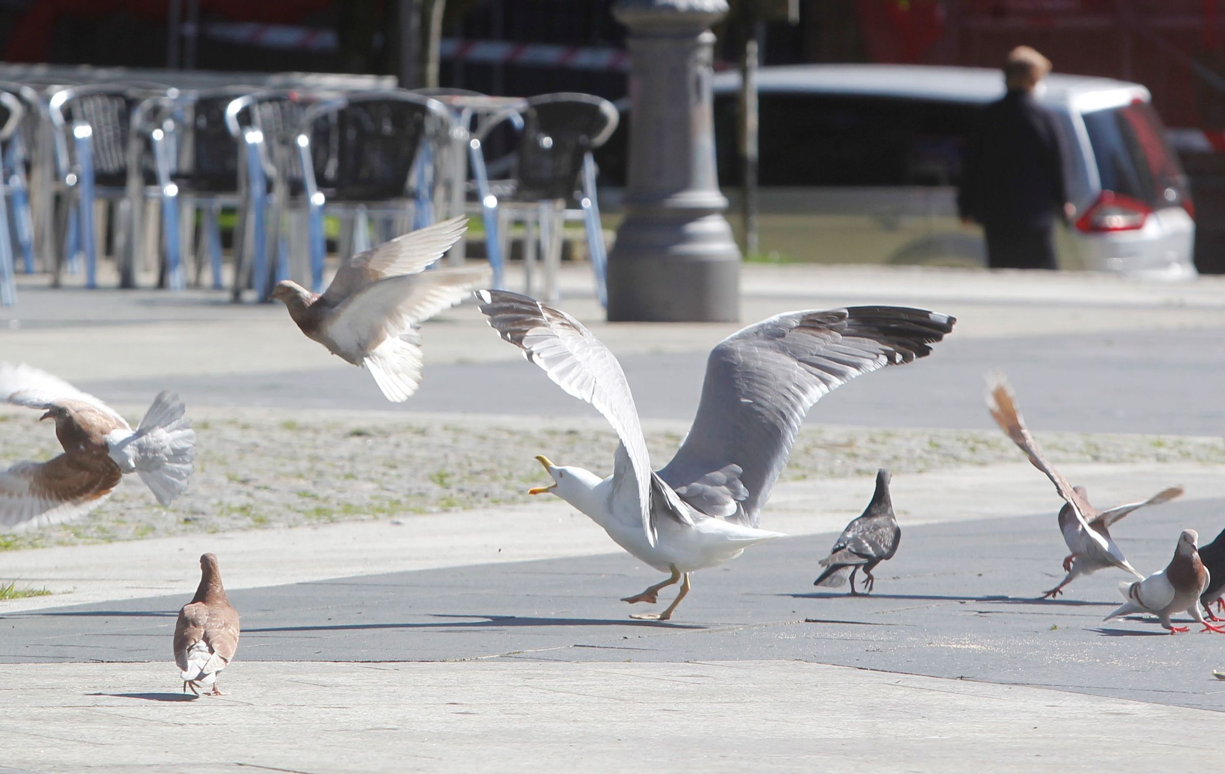 Unha gaivota pretende conquistar a Praza de Amboage. Este espazo � tradicionalmente ocupado por palomas. 08/05/2021