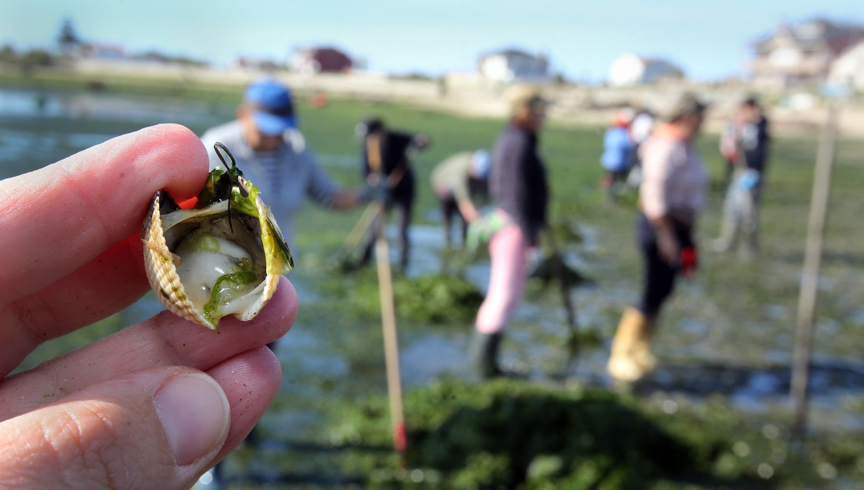 As altas temperaturas e a contaminaci�n provocan unha alta mortandade de bivalvos na r�a de Arousa. 10/04/2024