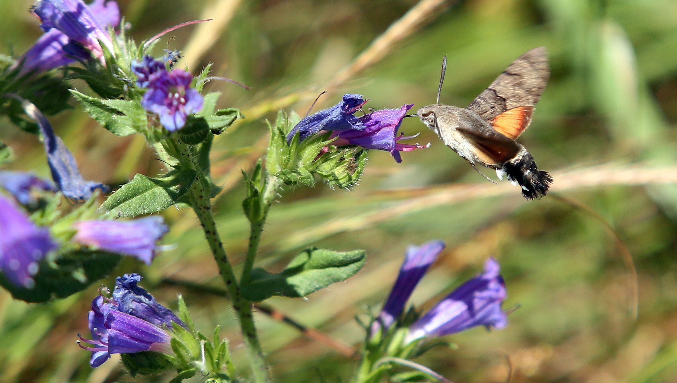 Unha esfinxe colibr recolle nctar no monte Lobeira, en Vilanova de Arousa. 11/06/2024