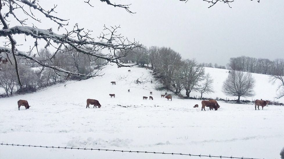 Segundo día de nevadas en Ourense.Nieve en Montederramo