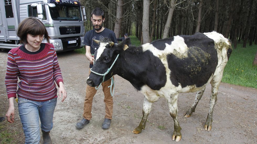 Llegada de las vacas al santuario animal de Santiago.