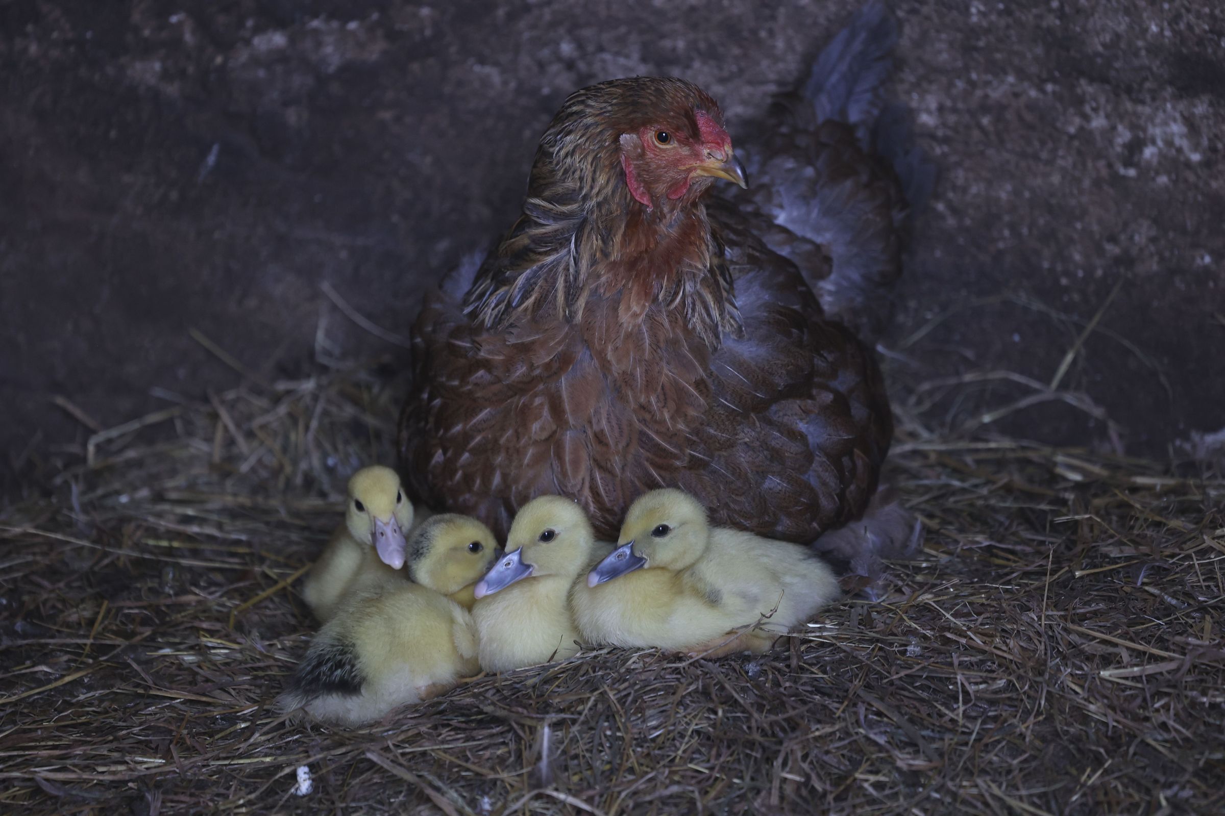 Unha gali�a cr�a patos na Aula da Natureza Villa Regina en Santa Comba. 18/11/2021