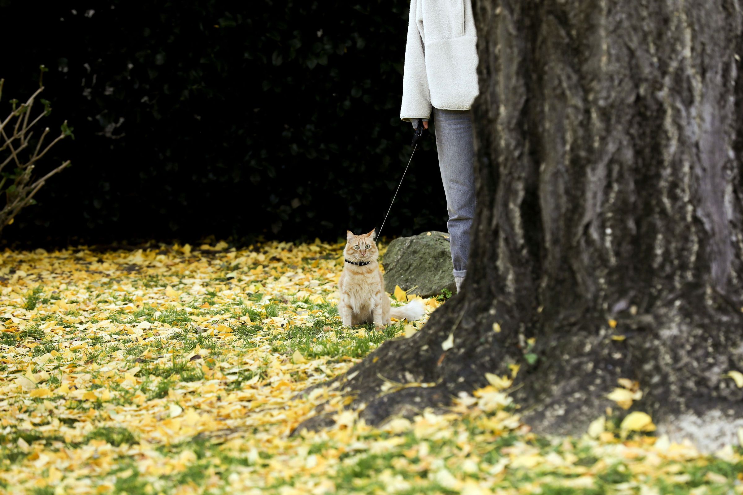 Unha rapaza pasea o seu gato baixo o Ginko Biloba do Parque das Pedras que Falan. 23/11/2021