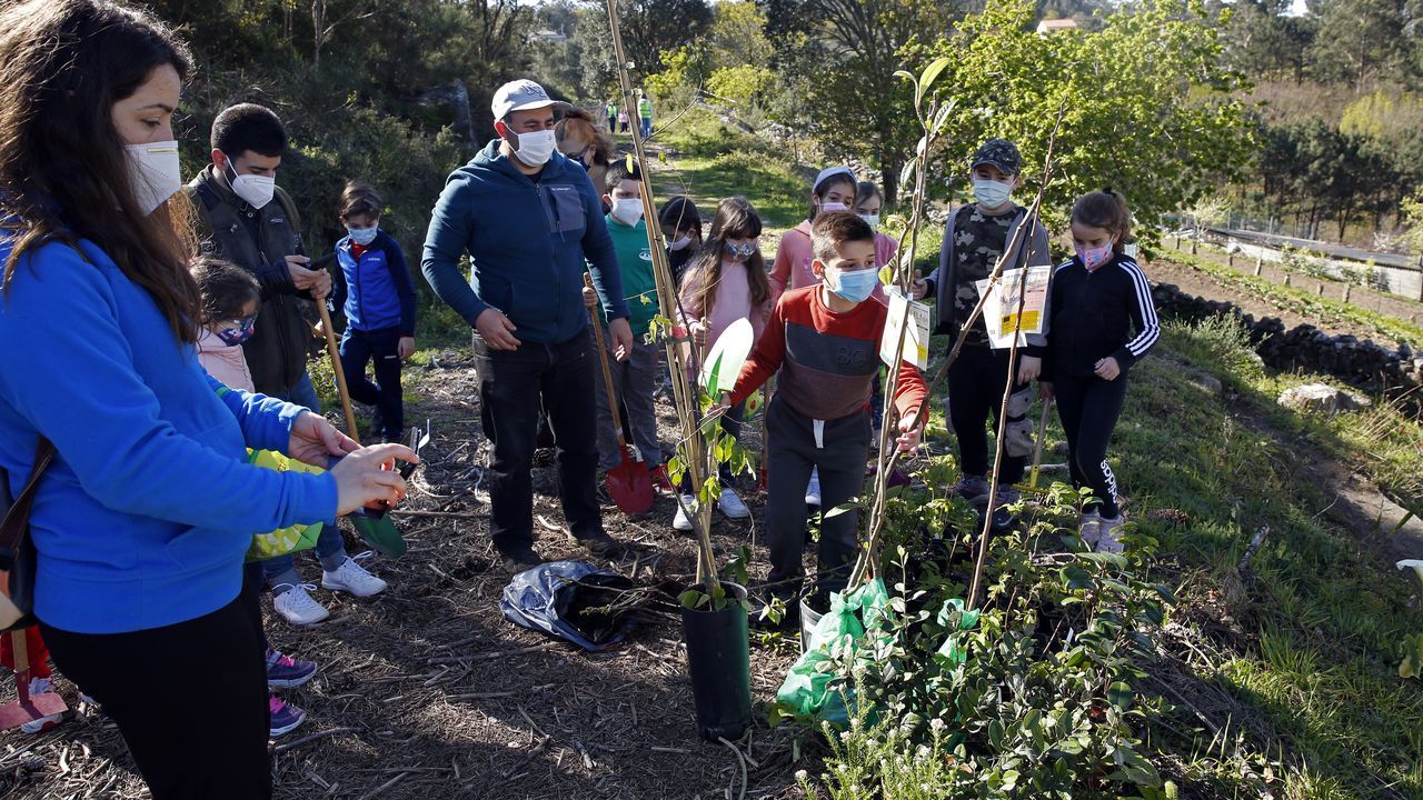 La comunidad de montes de Baroña continua con su bosque comestible