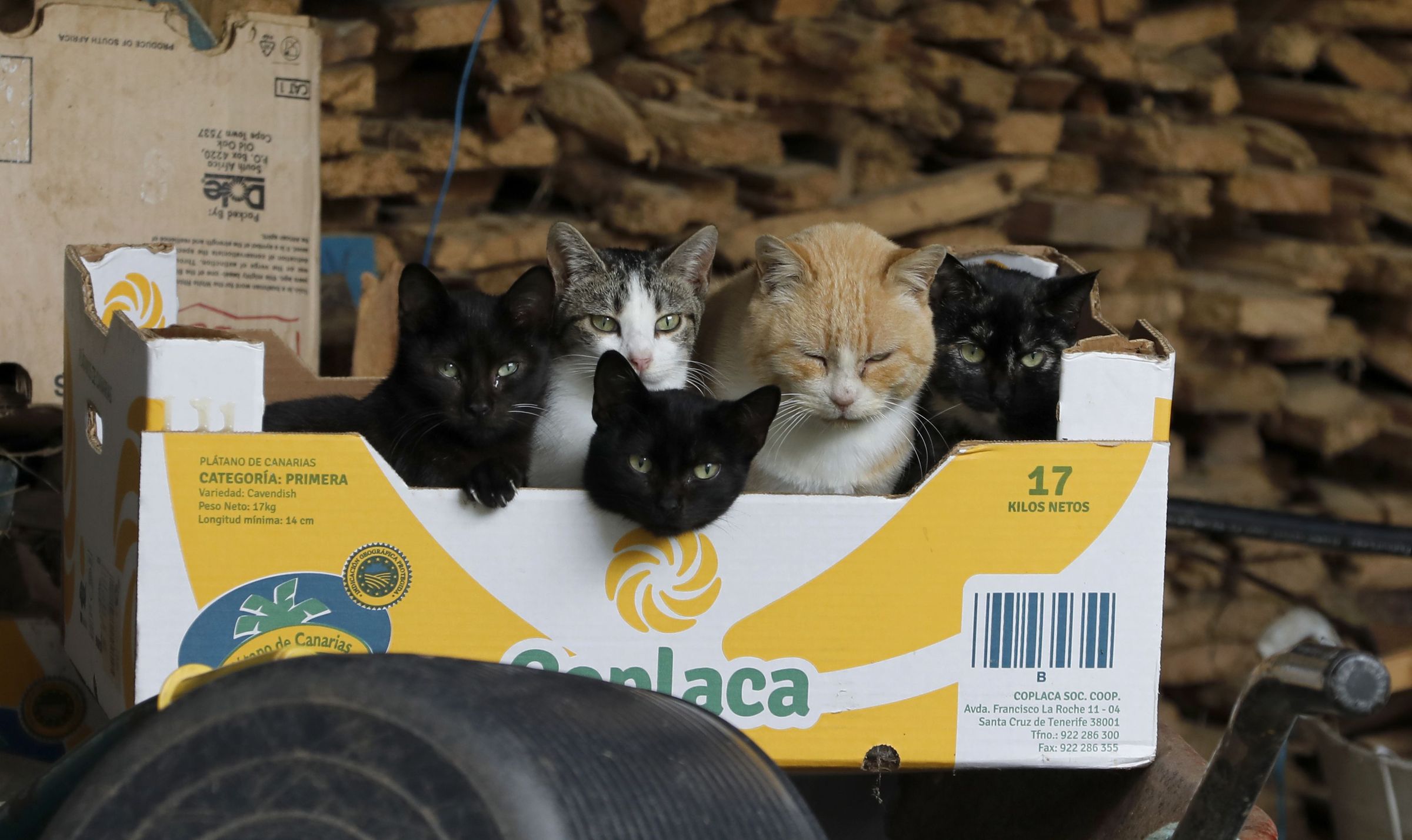 Caixa abarrotada de gatos nunha casa da aldea de Xove. 18/12/2023