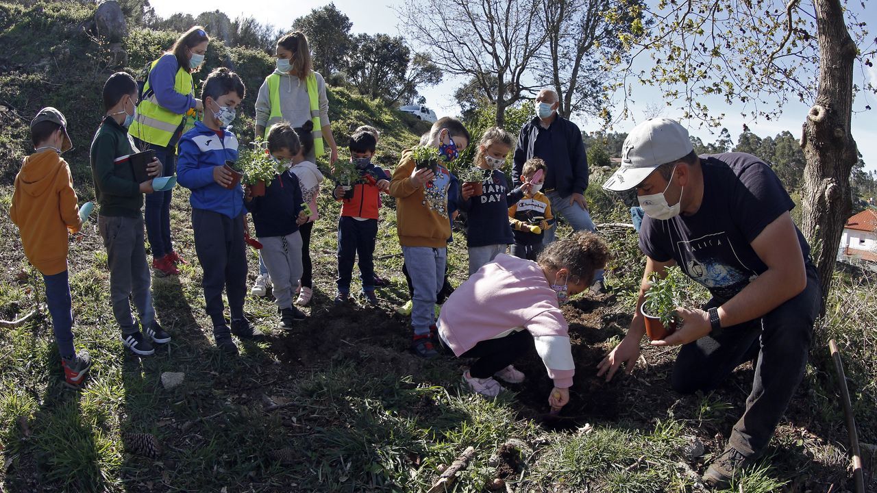 La comunidad de montes de Baroña continua con su bosque comestible