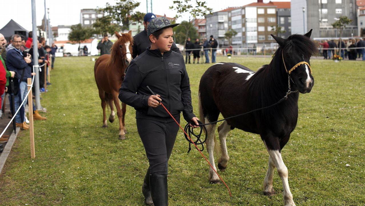 Feria caballar en las Fiestas de San Marcos 2019