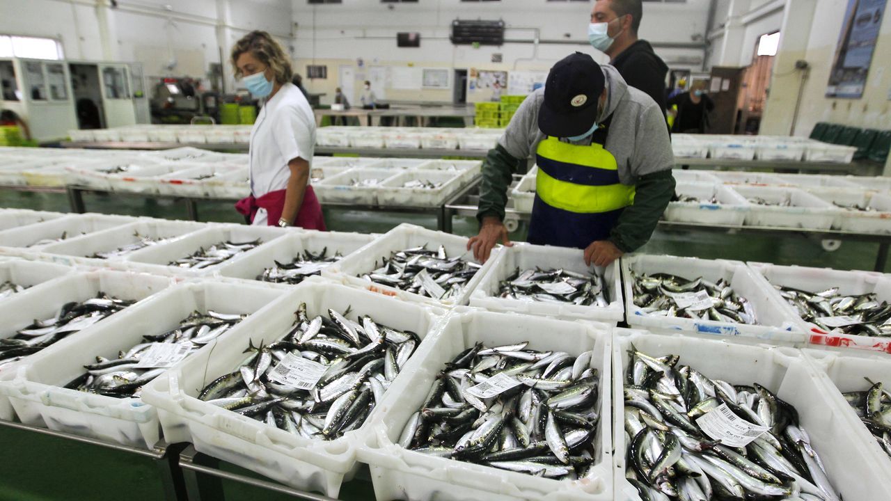 Pesca de sardina para San Juan.